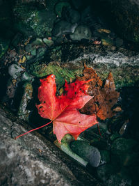 High angle view of maple leaves fallen on leaf