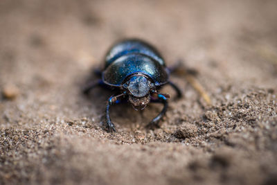 Close-up of insect on sand