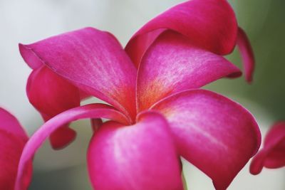 Close-up of pink heart