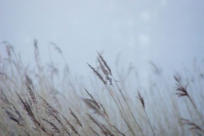 Close-up of snow against sky