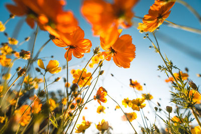 Low angle view of flowering plants against orange sky