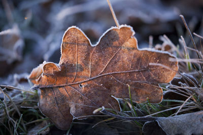 Close-up of dry autumn leaf