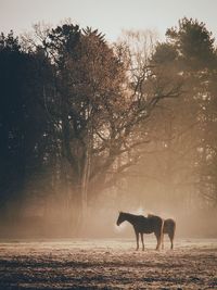 Horses standing against bare trees during winter