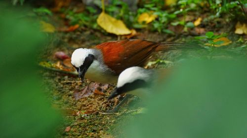 Close-up of bird in lake