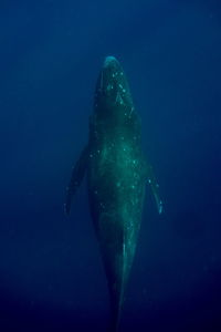 Fish swimming in sea