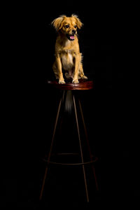 Portrait of dog against black background