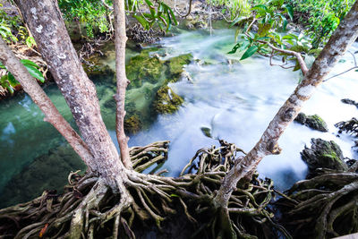 Scenic view of lake in forest