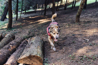 Dog running on field