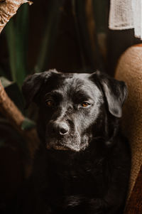 Close-up of dog