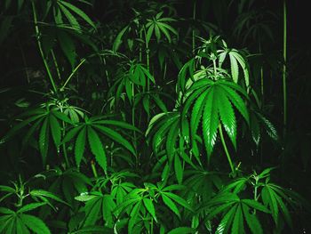Close-up of fern leaves at night
