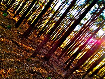 Close-up of tree in forest