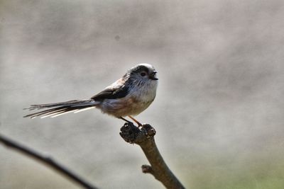 Close-up of bird perching outdoors