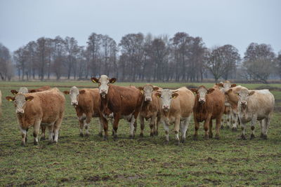 Cows grazing in a field