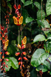 plant