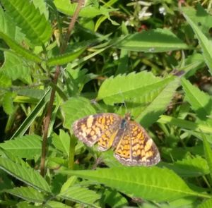 Close-up of butterfly on leaf