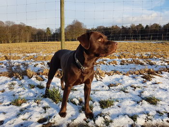 Dog on field against sky during winter