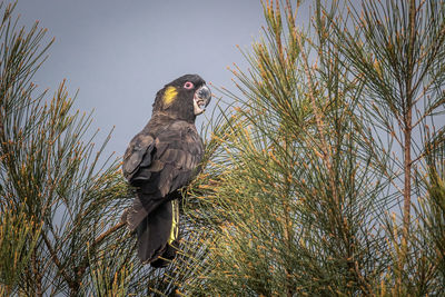 Low angle view of eagle perching on tree