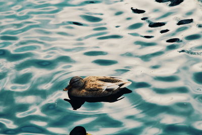 High angle view of swan swimming in lake