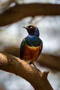 Close-up of bird perching on tree