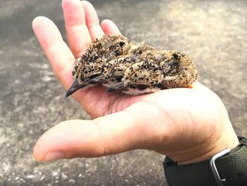Close-up of hand holding crab