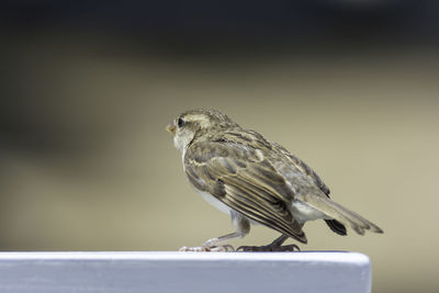 Close-up of bird perching on a metal