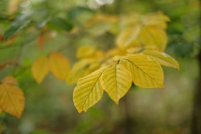Close-up of autumnal leaves