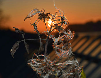 Close-up of tree against sky during sunset