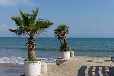 Palm tree by sea against clear sky