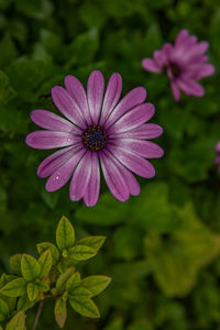 Close-up of purple flower