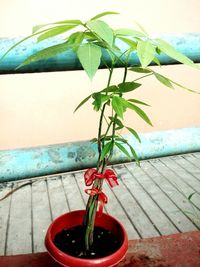 Close-up of plant against water