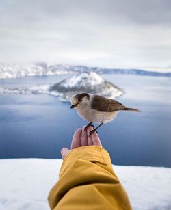 Low angle view of seagull on snow