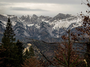 Pine trees on snowcapped mountains against sky