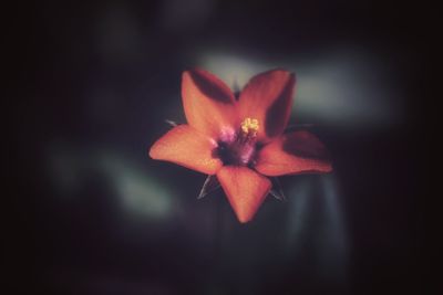 Close-up of flower blooming outdoors