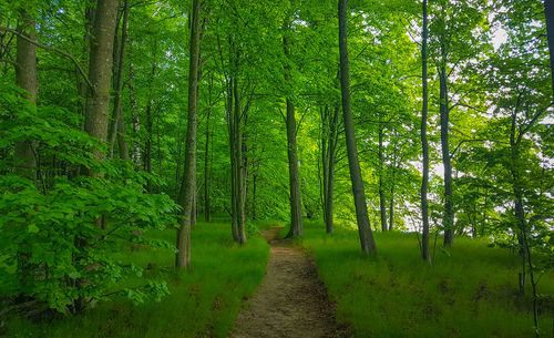 Trees growing in forest