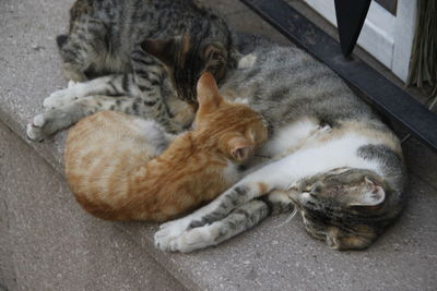 High angle view of tabby sleeping cat