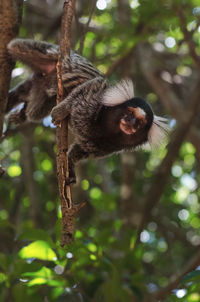 Low angle view of monkey on tree in forest