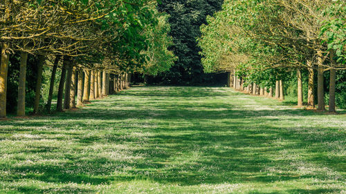 View of trees on grass