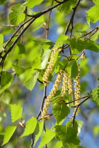 Close-up of flowering plant on tree