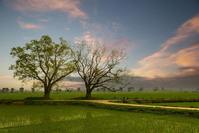 Tree on field against sky during sunset