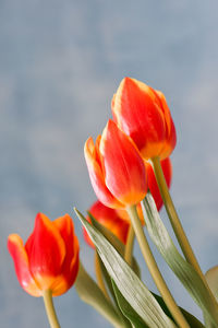 Bouquet of orange tulips flowers on blue background with copy space.