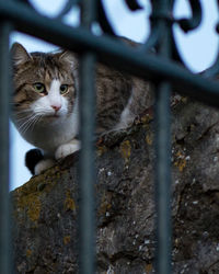 Portrait of cat