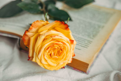 Yellow-red rose on the book. aesthetics of roses. atmospheric frame with flowers. rose close up