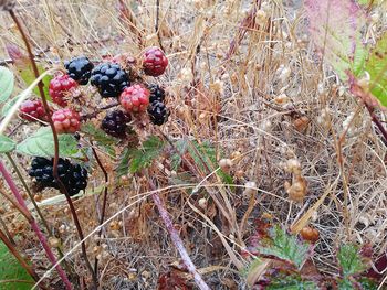 Close-up of berries growing on plant