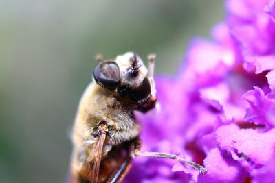 Close-up of bee on flower