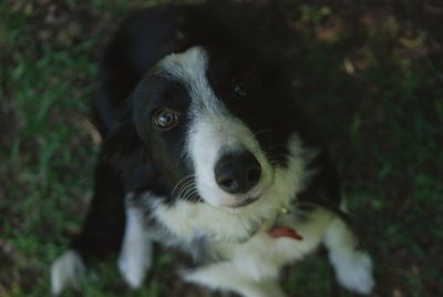 Close-up portrait of dog