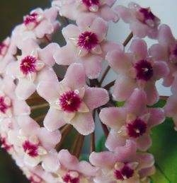 Close-up of pink flowers