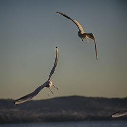 Bird flying over water against sky