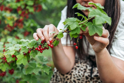 Young woman picking redcurrant in garden