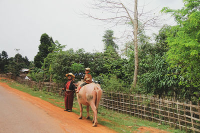 Woman with boy sitting on cow walking on road