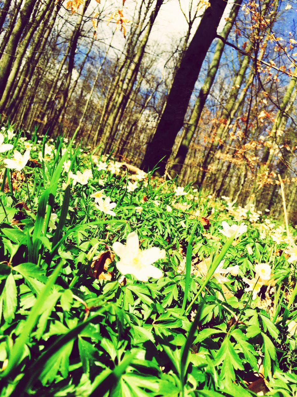 flower, growth, freshness, beauty in nature, tree, fragility, nature, white color, petal, plant, leaf, blooming, forest, green color, tranquility, blossom, in bloom, day, tree trunk, outdoors